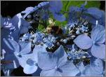 Aardhommel op Hydrangea serrata 'Blue Deckle' 2