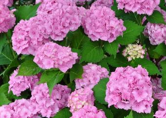 Beneluxhydrangea