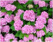 Beneluxhydrangea