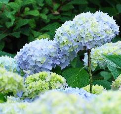 blauwehydrangeamacrophyllawolk