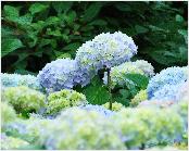 blauwehydrangeamacrophyllawolk