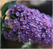 BuddlejaKatrienSterken