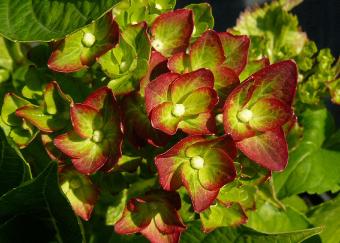 Hydrangea macrophylla 'Greenshadow' début floraison