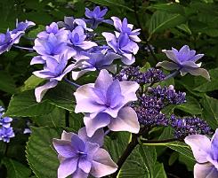Hydrangea_macrophylla_'Etoile Violette'
