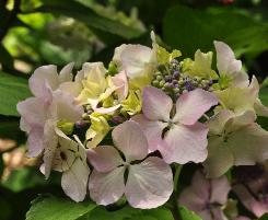 Hydrangea_macrophylla_'Beauté_Vendomoise'_closeup_bloem_vnn_