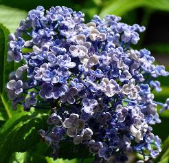 Hydrangea macrophylla 'Ayesha', seringhortensia 