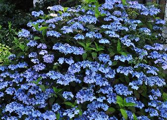 Hydrangea serrata 'Blue Deckle' habitus , inflorescences bleues, très florifère 