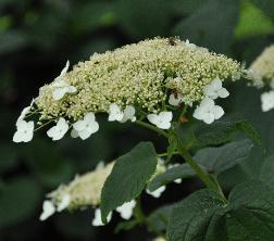 Hydrangea aborescens ssp radiata CLoseup