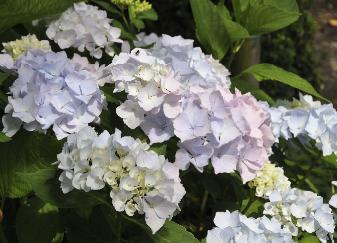 Hydrangea macrophylla 'Alaska'  photo 21 juillet 