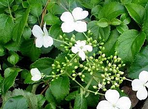 Hydrangeaancordifolia