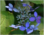 Hydrangea serrata  'Ao Yama'  