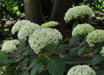 Hydrangea arborescens 'Annabelle' VN