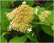 HydrangeaarborescensHillsofSnow