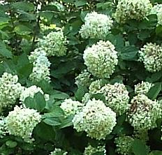 HydrangeaarborescensGrandiflora