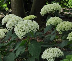 HydrangeaarborescensAnnabelleVN