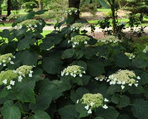 HydrangeaarborescenssspradiataVN