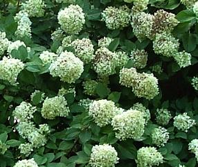 HydrangeaarborescensGrandiflora