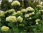 Hydrangea arborescens 'Annabelle' VN