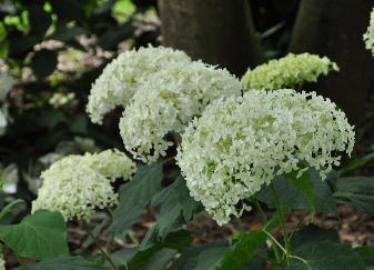 HydrangeaarborescensAnnabelleVN