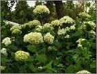 HydrangeaarborescensAnnabelle