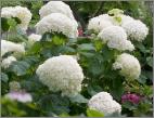 Hydrangea arborescens 'Incrediball'syn 'Strong Annabelle'