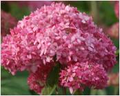 HydrangeaarborescensPinkAnnabellesynInvincibelleSpirit