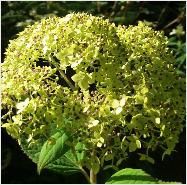 HydrangeaarborescensLimeRickycloseup