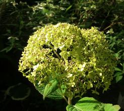 HydrangeaarborescensLimeRickycloseup