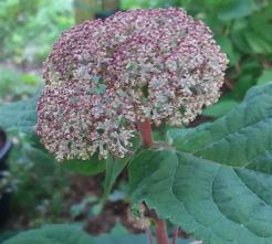 HydrangeaarborescensSweetAnnabelle