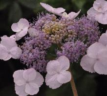 Hydrangea_macrophylla_'Soeur_Therese'_bloei_juli-vnnn