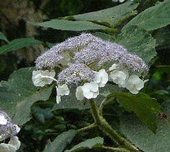 Hydrangea aspera macrophylla 2