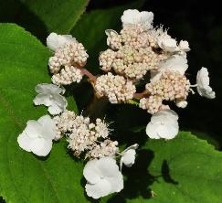 Hydrangea arborescens 'Pink Annabelle'  syn. 'Invincibelle'