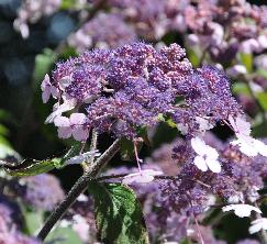 Hydrangea aspera 'Spinners'