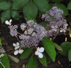 HydrangeaasperaTheDitchyoungshrub