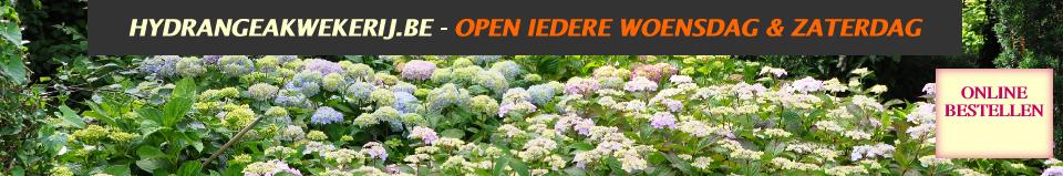 Hydrangeaborderkwekerijsterken