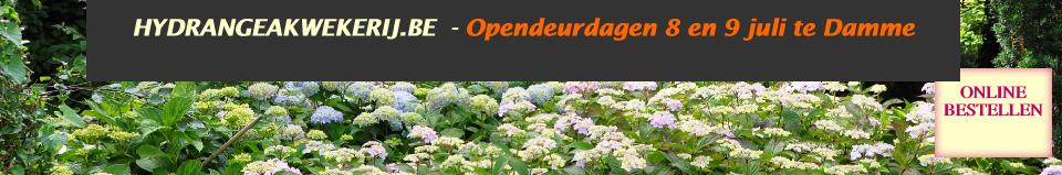 Hydrangeaborderkwekerijsterken