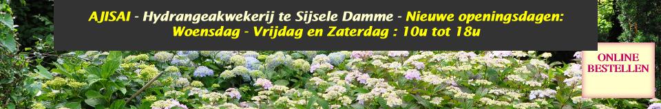 Hydrangeaborderkwekerijsterken