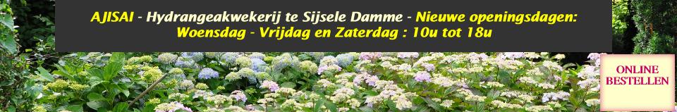 Hydrangeaborderkwekerijsterken