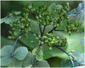 HydrangeaEzoHoshino