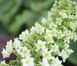 HydrangeaGatsbyStarcopyrightprovenwinners