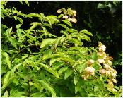 HYdrangeaheteromallafbretschneideri