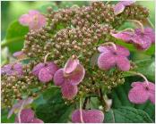 HydrangeaheteromallaGidiecloseup