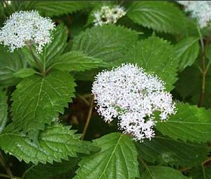 Hydrangeahirta