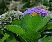 HydrangeaHolehirdpurpleuitbloeioktborderJSterken