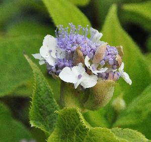 Hydrangeainvolucrataopenenbloemvnnn