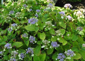 Hydrangea involucrata viridescens habitus locatie Esveld