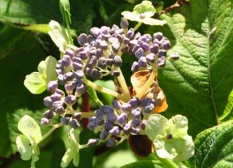 Hydrangea involucrata viridescens flower