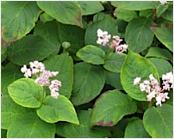 Hydrangeainvolucratahortensis