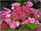 Hydrangea 'Klaveren' closeup bloemen very nice juli