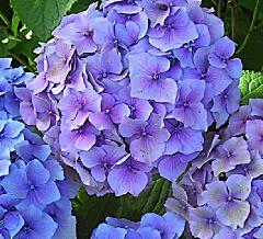 Hydrangea_ macrophylla _'Mathilda Gütges'